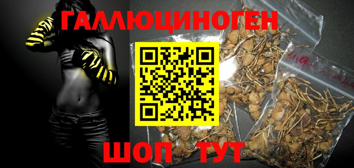 Псилоцибиновые грибы Psilocybine cubensis Лесной